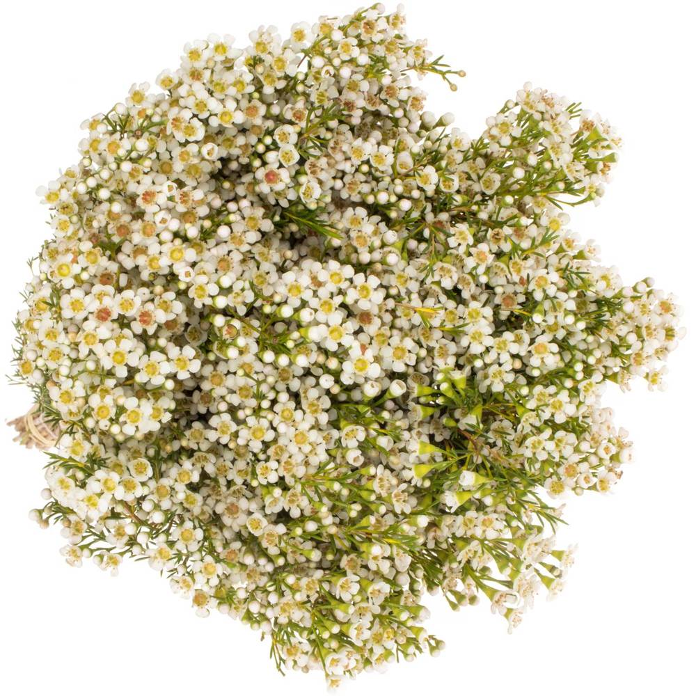 Wachsflower creme/weiss  Pearl Buttons 70 Gramm 70cm