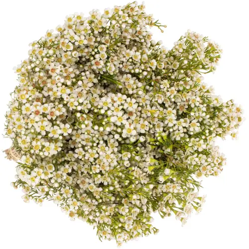 Wachsflower creme/weiss  Pearl Buttons 70 Gramm 70cm