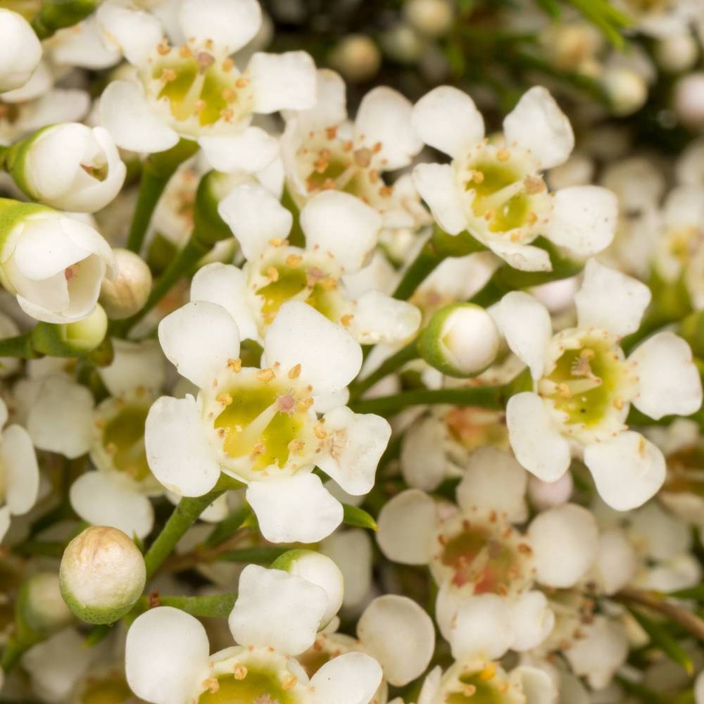 Wachsflower creme/weiss  Pearl Buttons 70 Gramm 70cm