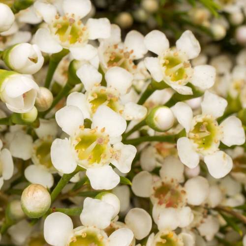 Wachsflower creme/weiss  Pearl Buttons 70 Gramm 70cm