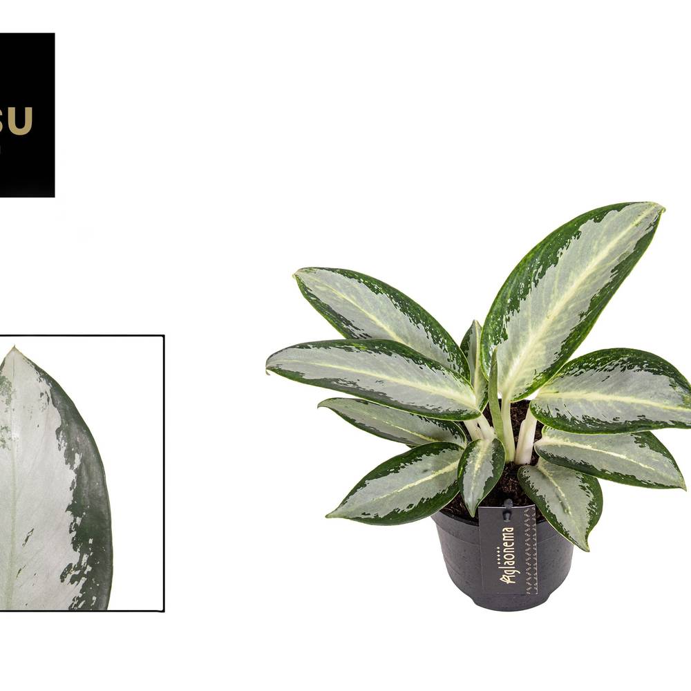 Aglaonema grün Silver Blue T12 H030