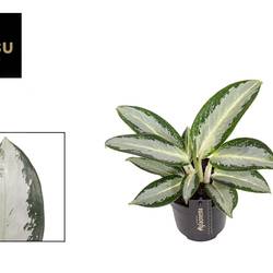 Aglaonema grün Silver Blue T12 H030