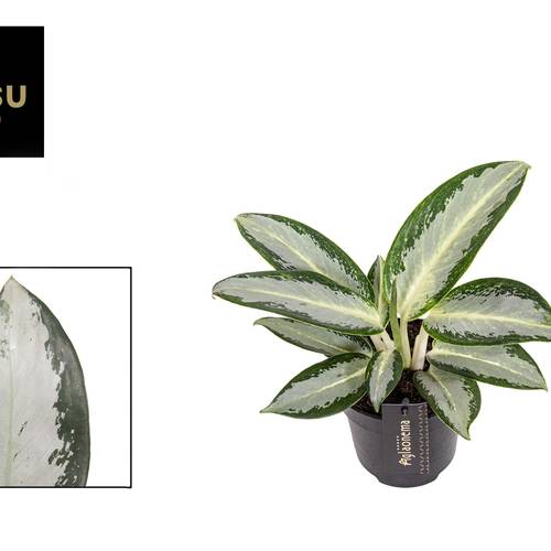 Aglaonema grün Silver Blue T12 H030