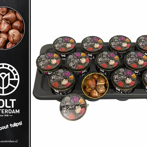 Tulpen mix x10 im Dose