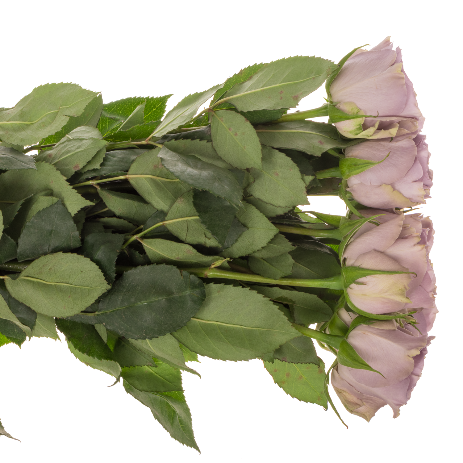 Rose milka Shocking Blue 60cm