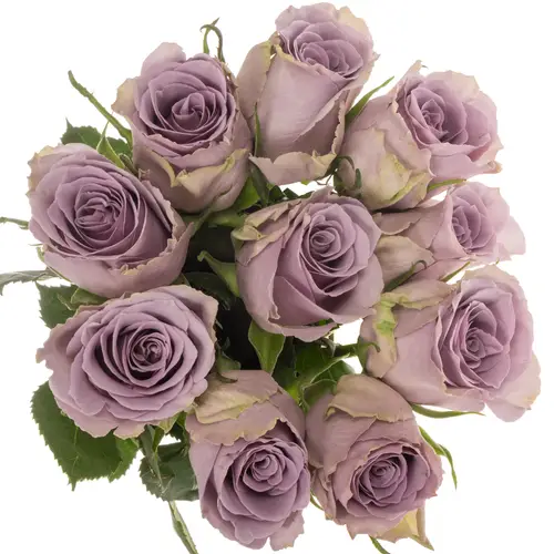 Rose milka Shocking Blue 60cm