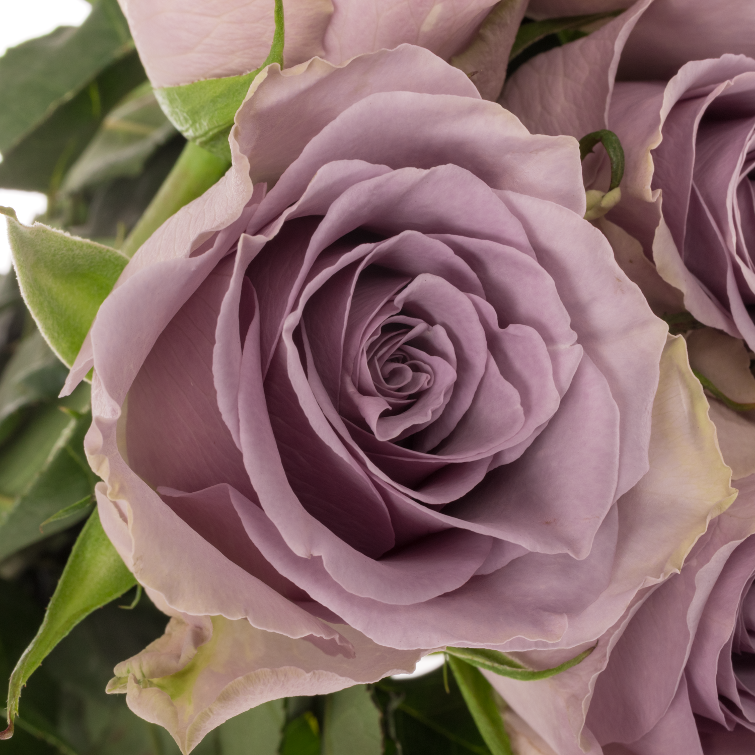 Rose milka Shocking Blue 60cm