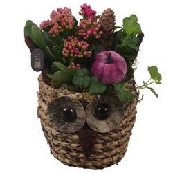 Kal.Arr PTHI3311 Herbst T13 H021