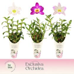 Dendrobium Nobile 4-R mix Exclusiva T12 H050