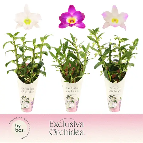 Dendrobium Nobile 4-R mix Exclusiva T12 H050