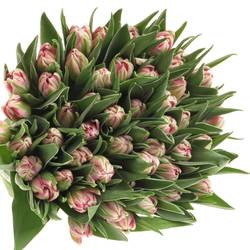 Tulpe pink doppel Flash Point Duin 36 Gramm