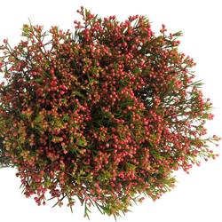 Wachsflower rot Red Wave 30 Gramm 60cm
