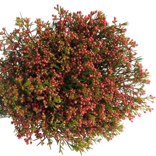 Wachsflower rot Red Wave 30 Gramm 60cm