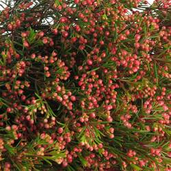 Wachsflower rot Red Wave 30 Gramm 60cm