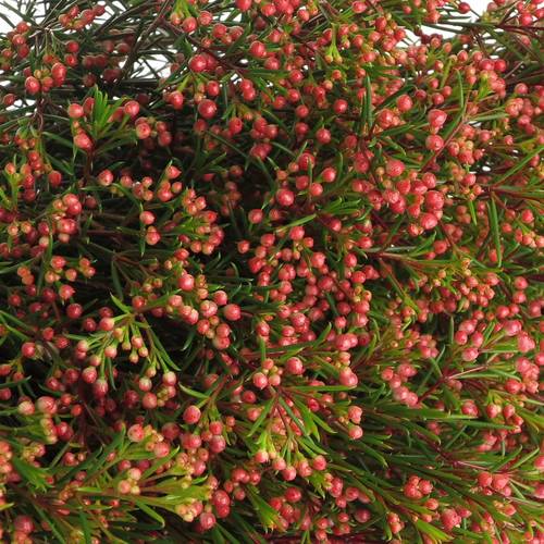 Wachsflower rot Red Wave 30 Gramm 60cm