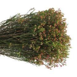 Wachsflower rot Red Wave 30 Gramm 60cm