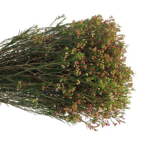 Wachsflower rot Red Wave 30 Gramm 60cm