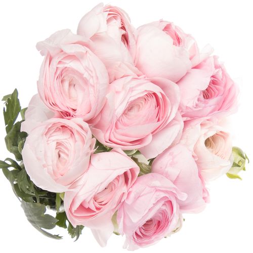 Ranunkel rosa hell Cloni Super Rosado 40cm