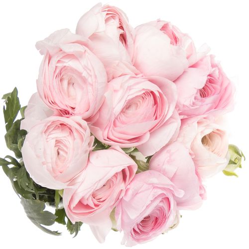 Ranunkel rosa hell Cloni Super Rosado 40cm