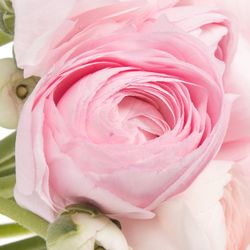 Ranunkel rosa hell Cloni Super Rosado 40cm