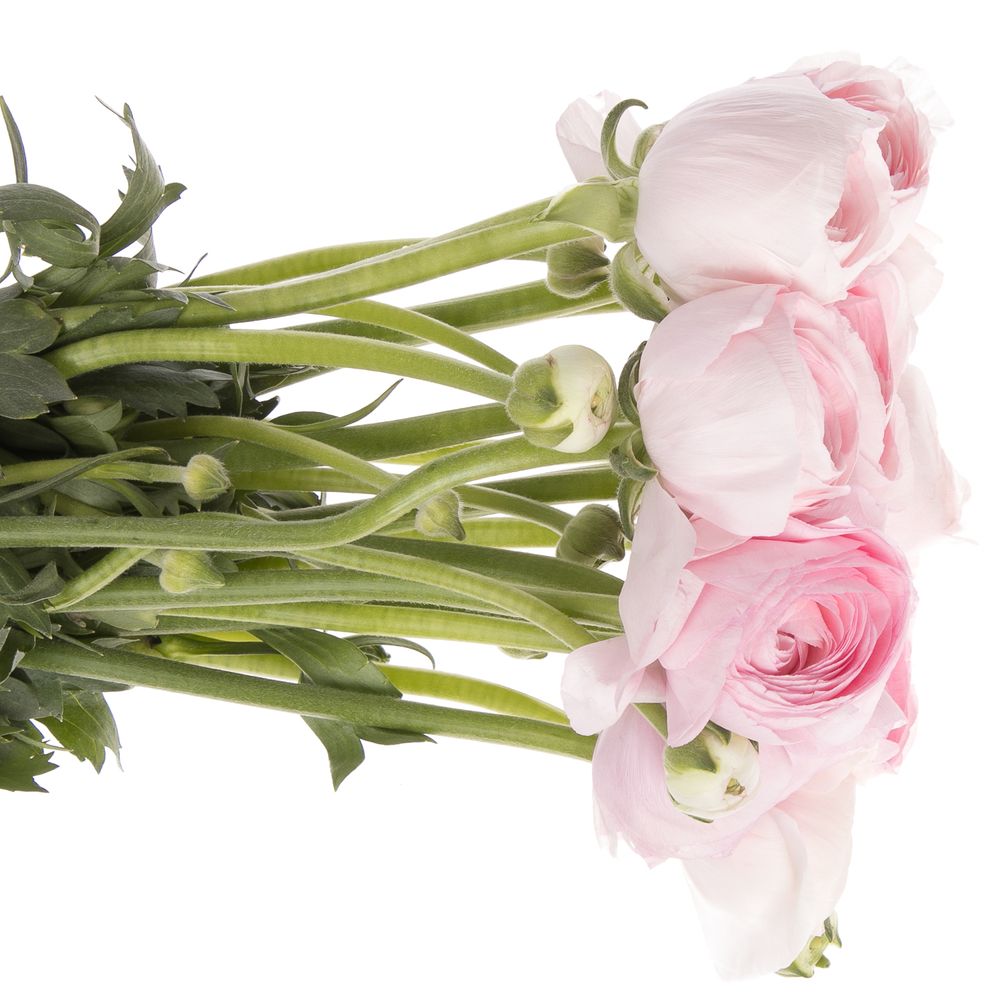 Ranunkel rosa hell Cloni Super Rosado 40cm