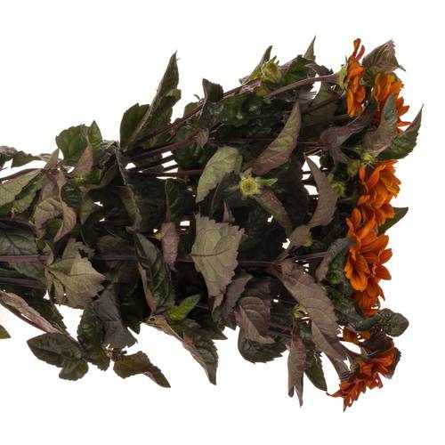 Heliopsis dunkel orange Red Shades 60cm