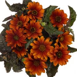 Heliopsis dunkel orange Red Shades 60cm