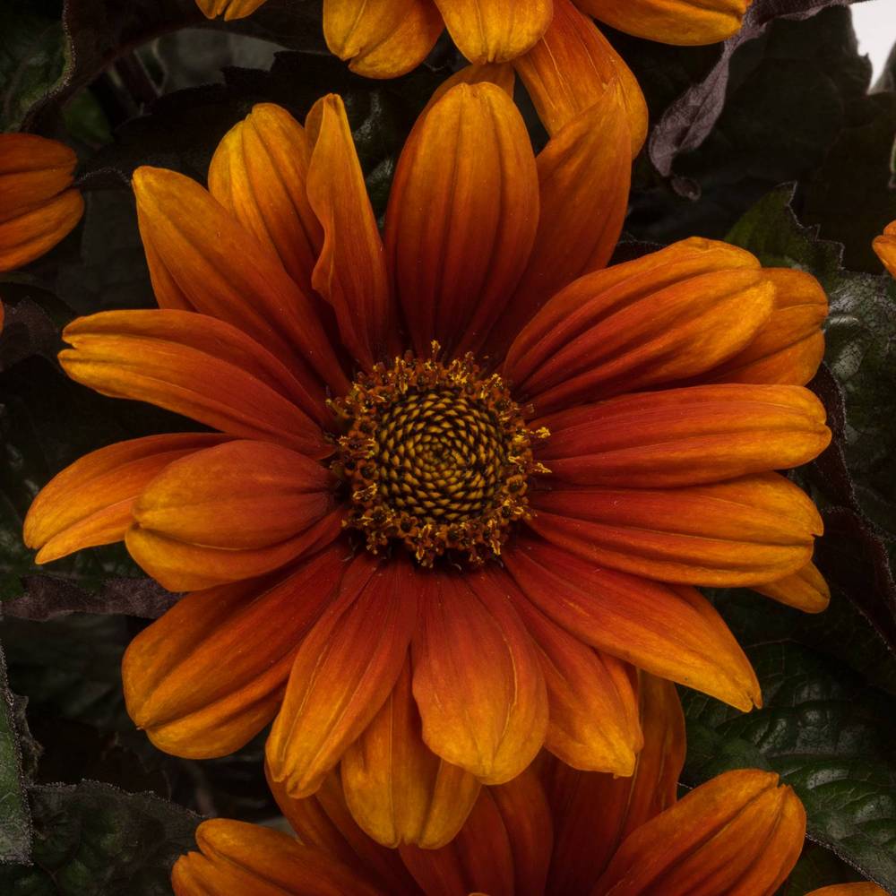 Heliopsis dunkel orange Red Shades 60cm