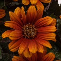 Heliopsis dunkel orange Red Shades 60cm