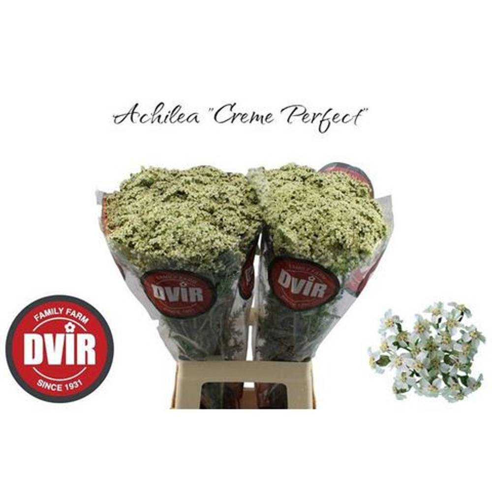 Achillea creme Creme Perfection 70cm