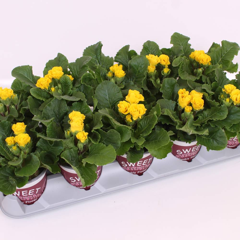Primula Acaulis hell gelb Spezial T11 H018