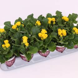 Primula Acaulis hell gelb Spezial T11 H018