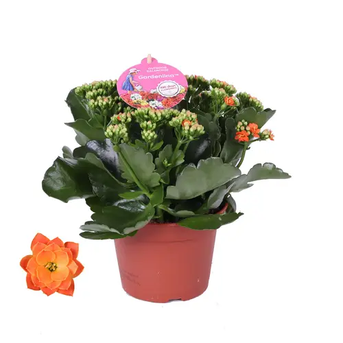 Kal.Gef.orange Gardenlina T15 H027