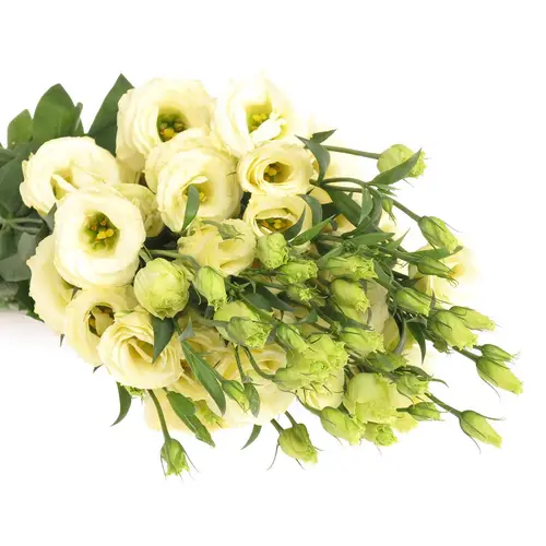 Lisianthus creme Rosita 5+Blüte 70cm