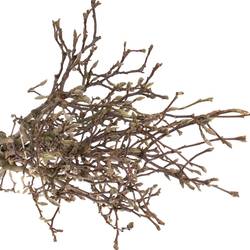 Magnolia rosa Zweigen  90cm