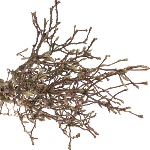 Magnolia rosa Zweigen  90cm