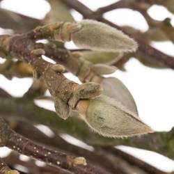 Magnolia rosa Zweigen  90cm