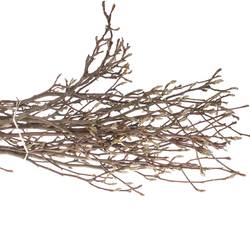 Magnolia rosa Zweigen  90cm