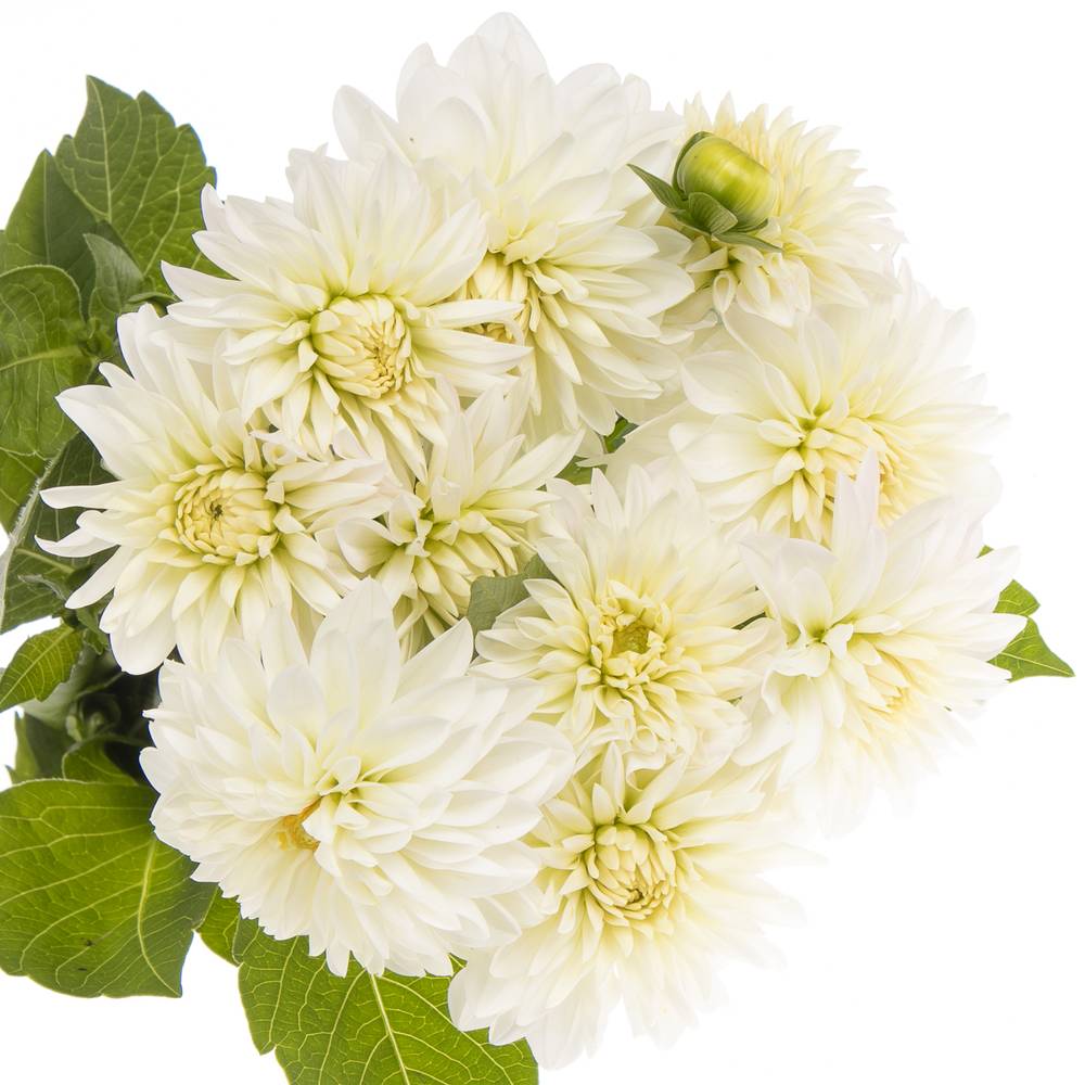 Dahlia weiss/creme White Cap 60cm