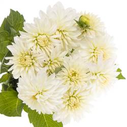 Dahlia weiss/creme White Cap 60cm