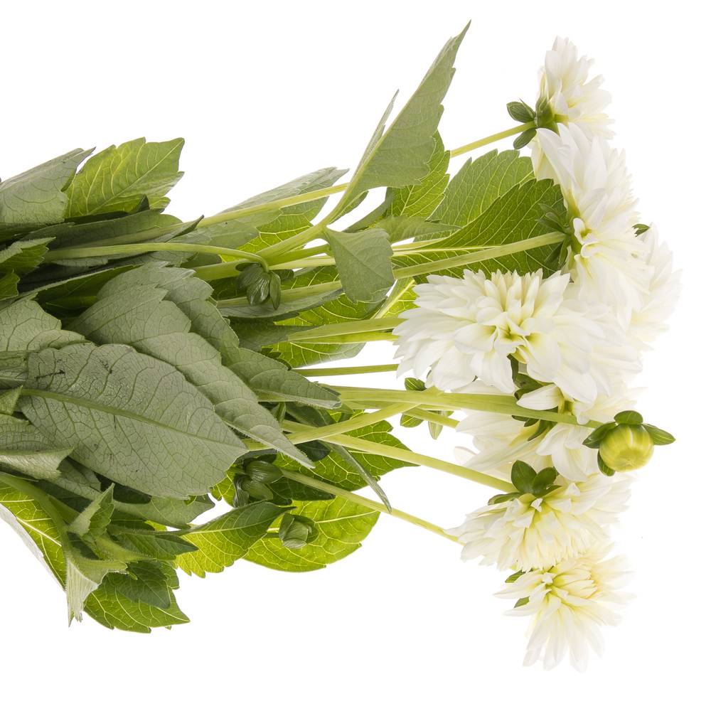 Dahlia weiss/creme White Cap 60cm