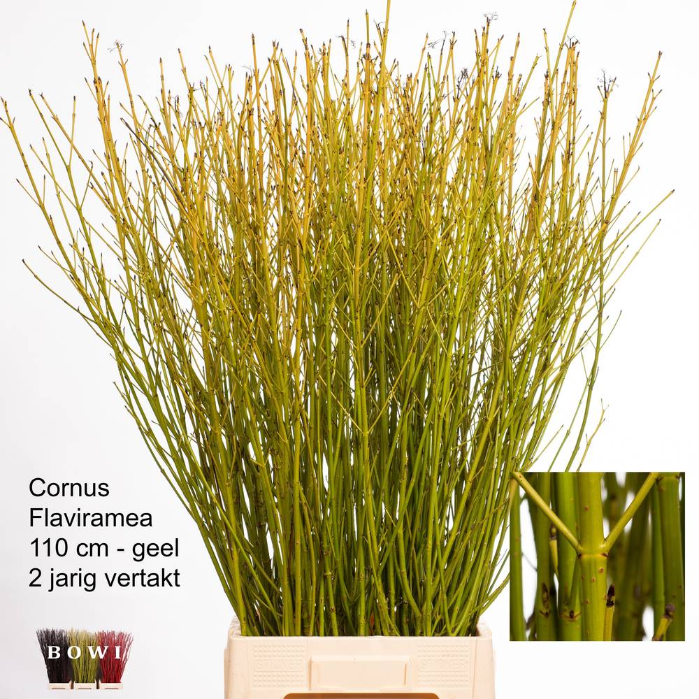 Cornus gelb Verzweigt 100cm