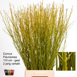 Cornus gelb Verzweigt 100cm