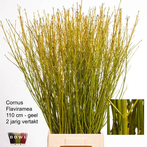 Cornus gelb Verzweigt 100cm