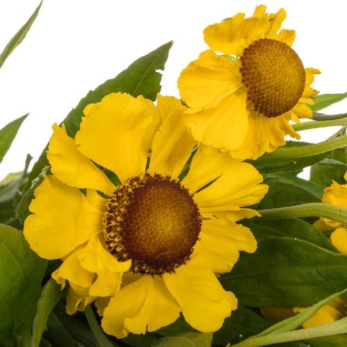 Helenium gelb/br Choco Dip 60cm