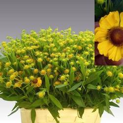 Helenium gelb/br Choco Dip
