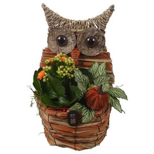 Kal.Arr PTHI3321 Herbst T14 H026