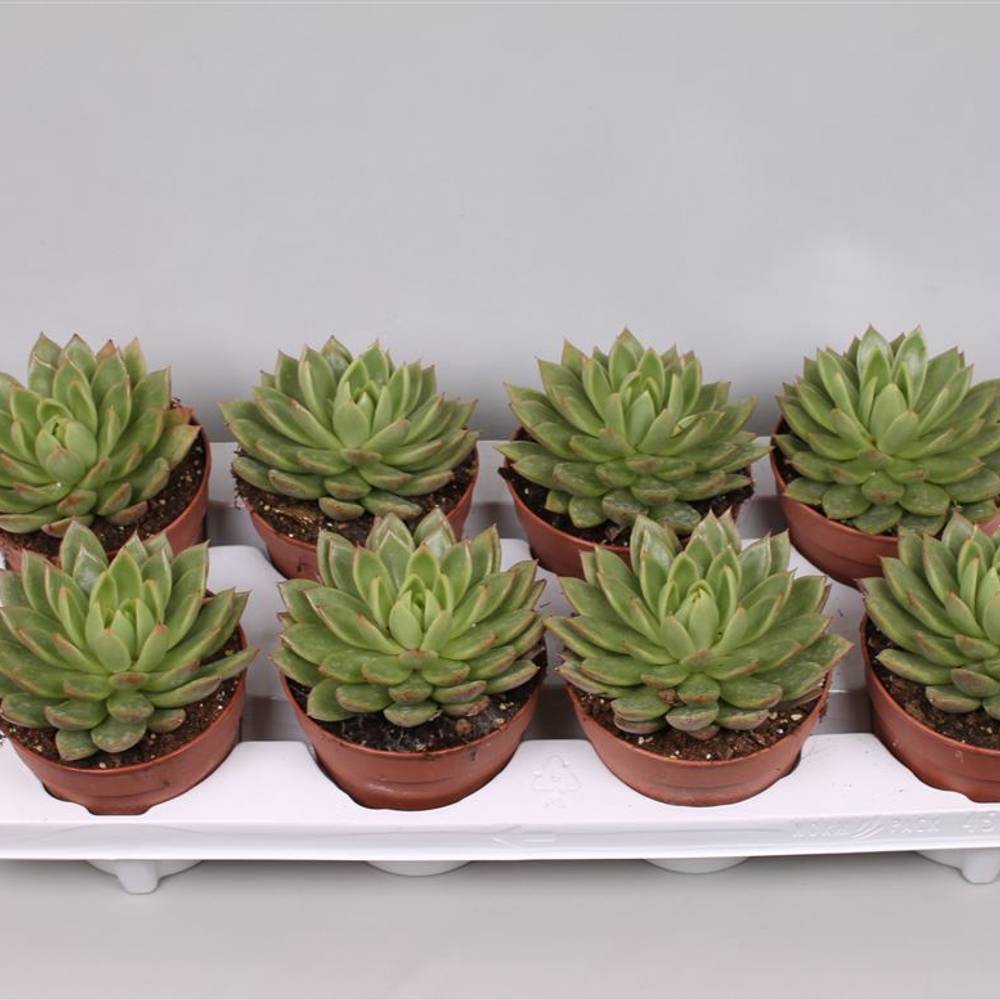 Echev.Agavoides T12 H16