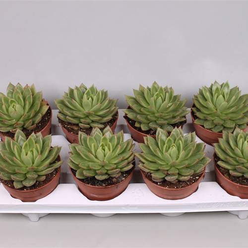 Echev.Agavoides T12 H16