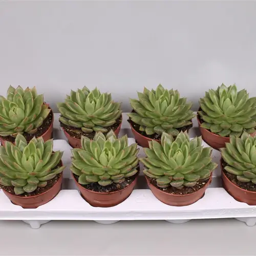 Echev.Agavoides T12 H16
